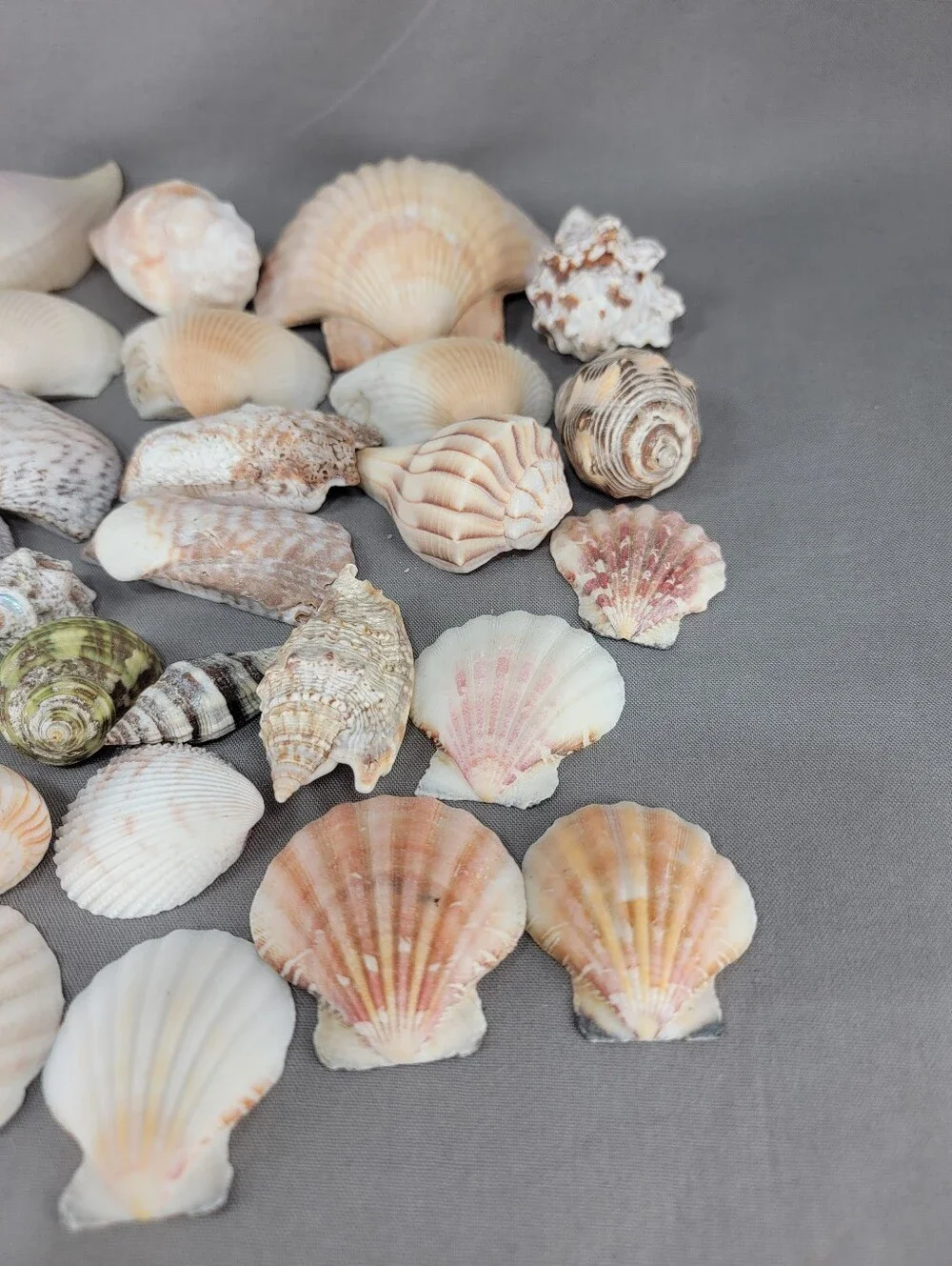 Assorted Seashell Shell Lot Coastal Beach Wedding Crafts Nautical Decor